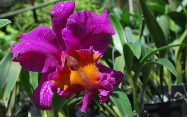 new specie of flower Vaginitus Vulgaris, Dominican Republic